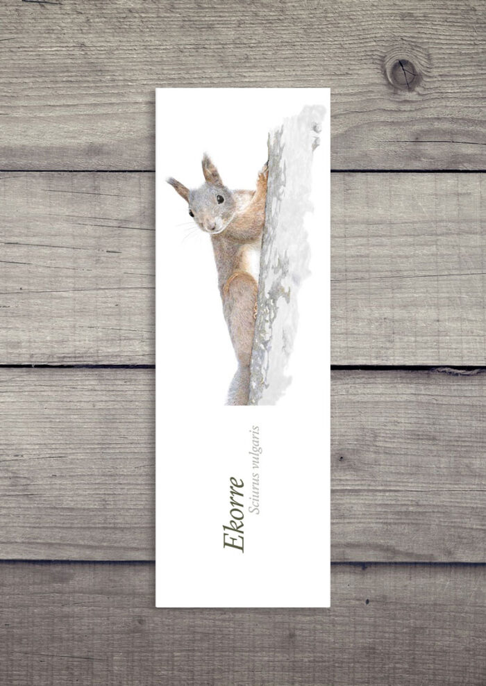 Ekorren 15x5 cm