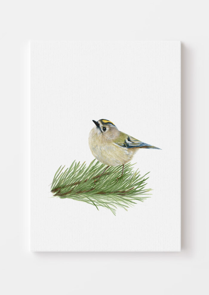 Illustration av en Kungsfågel.