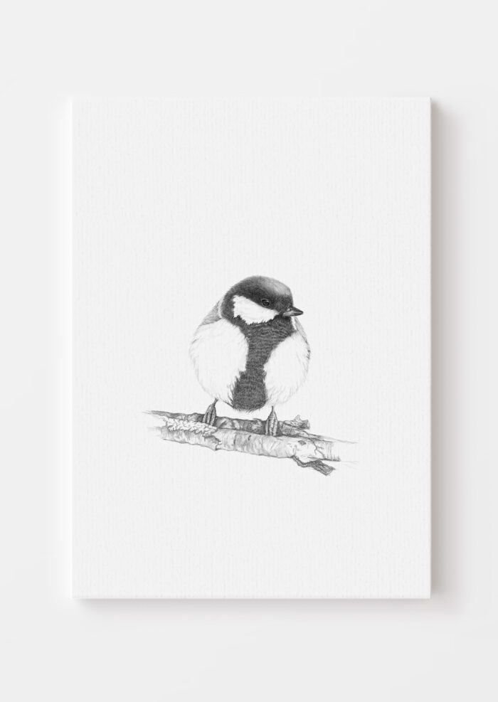 Illustration av en Talgoxe i svartvit