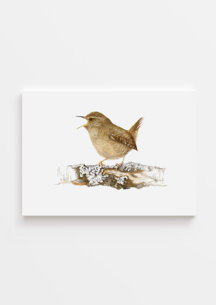 Gärdsmygen utan ram